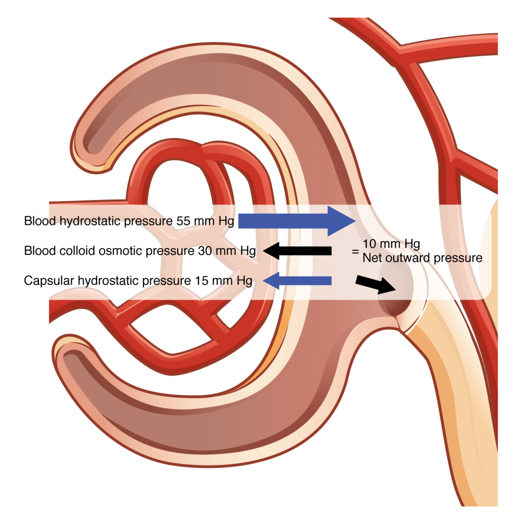 25.4 Physiology of Urine Formation: Glomerular Filtration – Anatomy ...