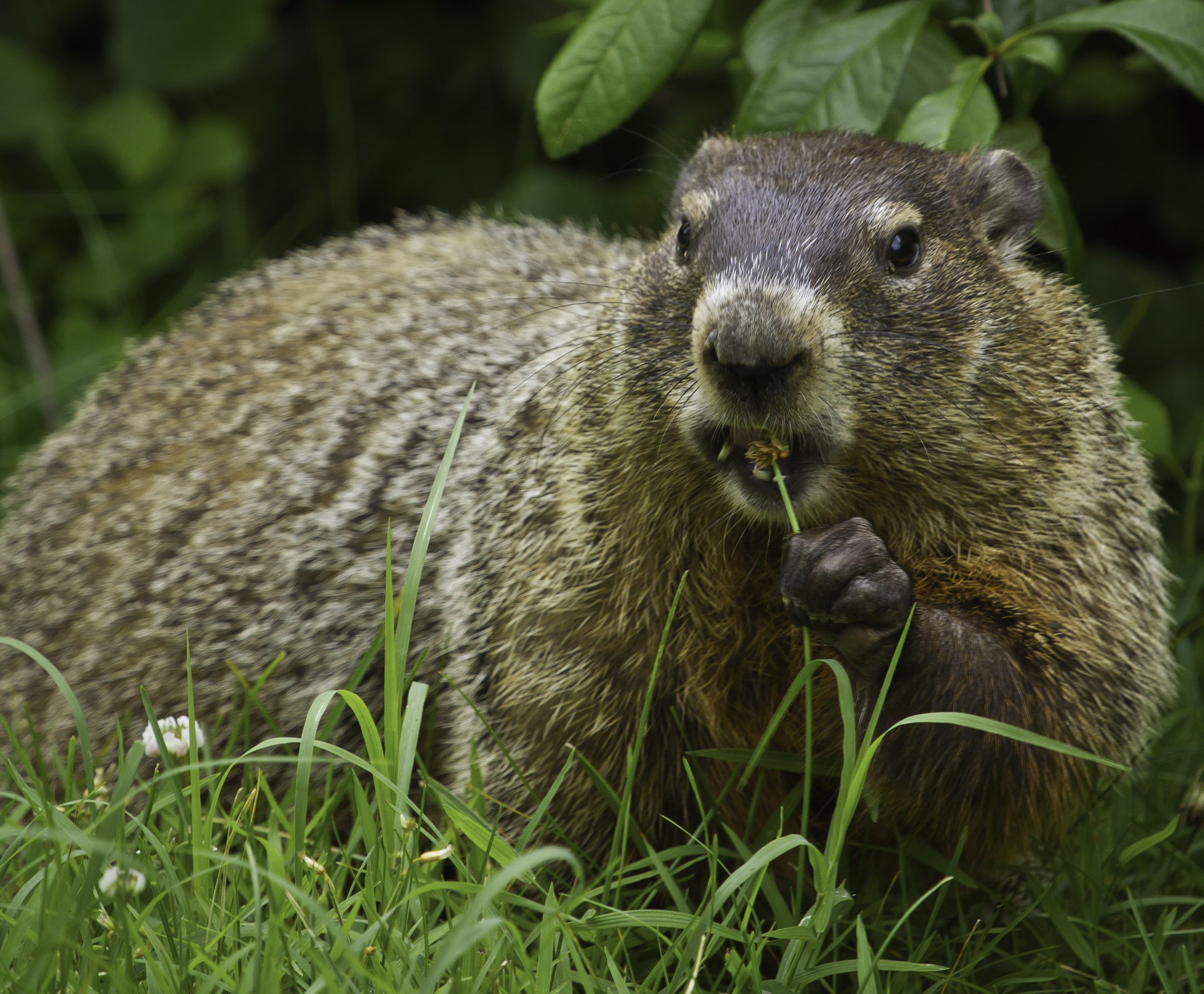 A groundhog eating grass.