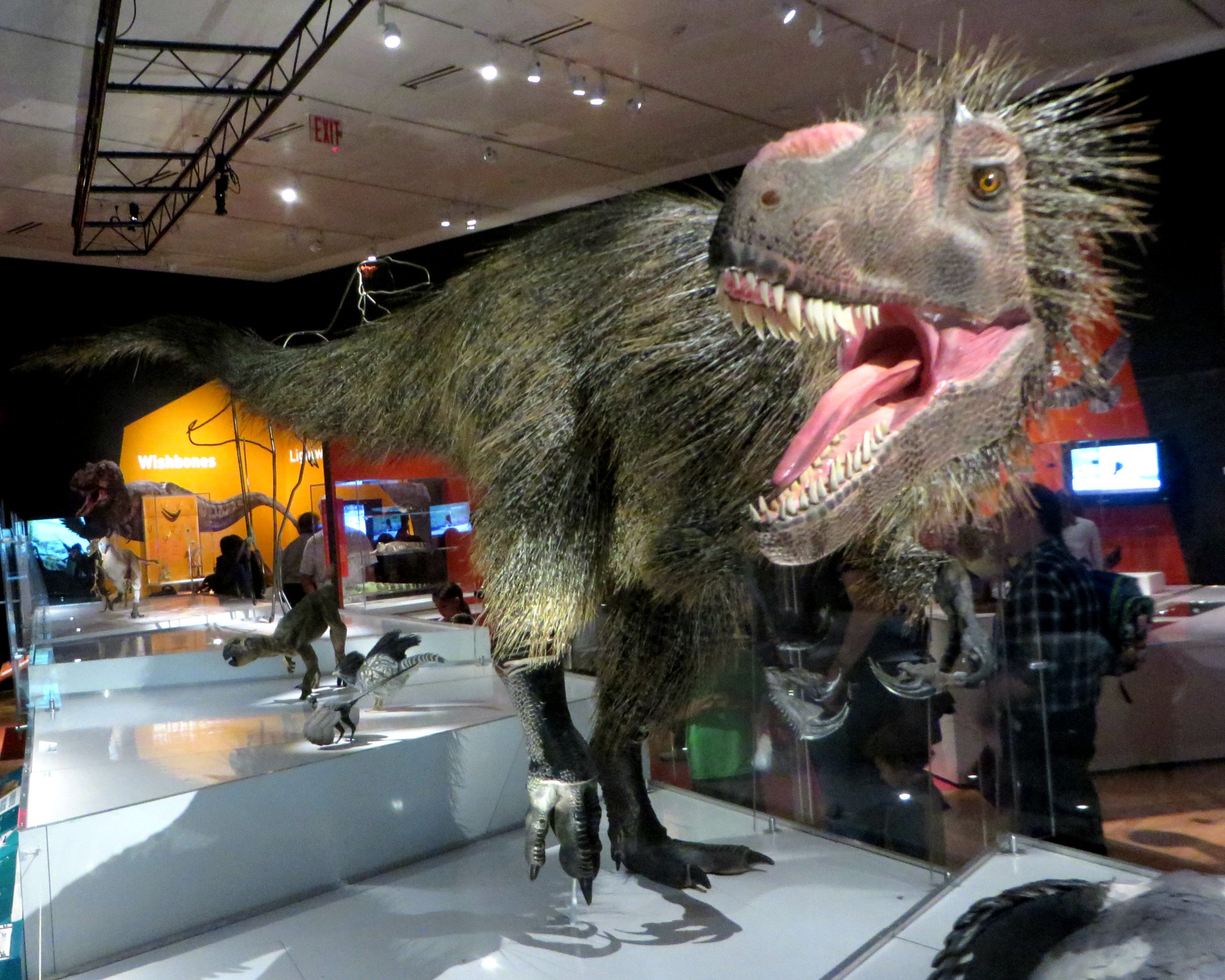 Image of a feathered Yutyrannus dinosaur.