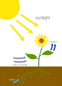 Figure showing process of photosynthesis. A plant receives sunlight, carbon dioxide, and water, and produces oxygen.