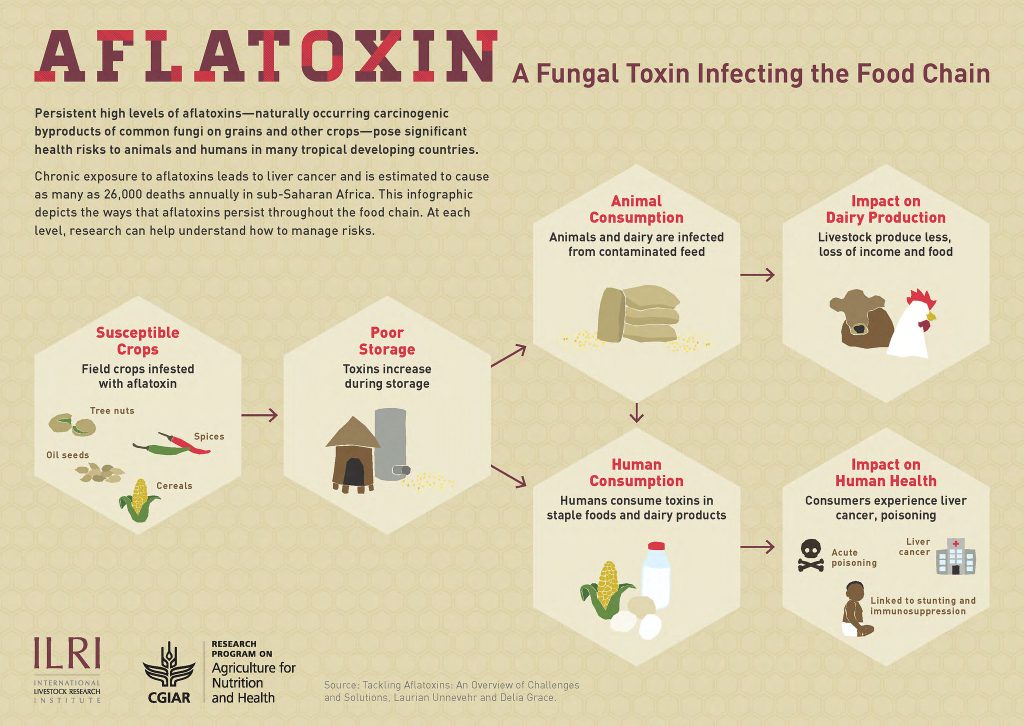 Infographic entitled "Aflatoxin: A Fungal Toxin Infecting the Food Chain". Text reads in part "Persistent high levels of aflatoxins - naturally occurring carcinogenic byproducts of common fungi on grains and other crops - pose significant health risks to animals and humans in many tropical developing countries. Includes images of the food chain showing how aflotoxins persist from susceptible crops and poor storage to animal consumption and impact on dairy production, as well as human consumption and impact on human health.