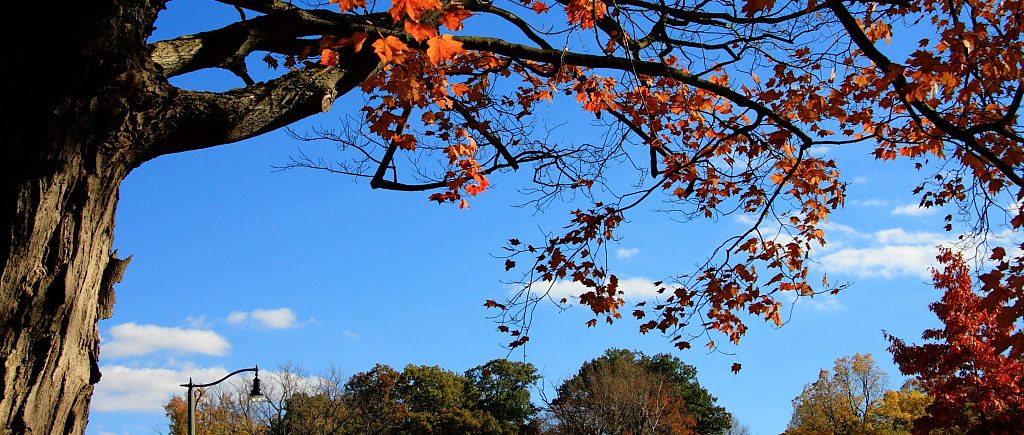 A photograph of a tree with red leaves with blue sky behind and a line of green trees.