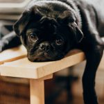 Photo of a lazy black dog resting on a bench.