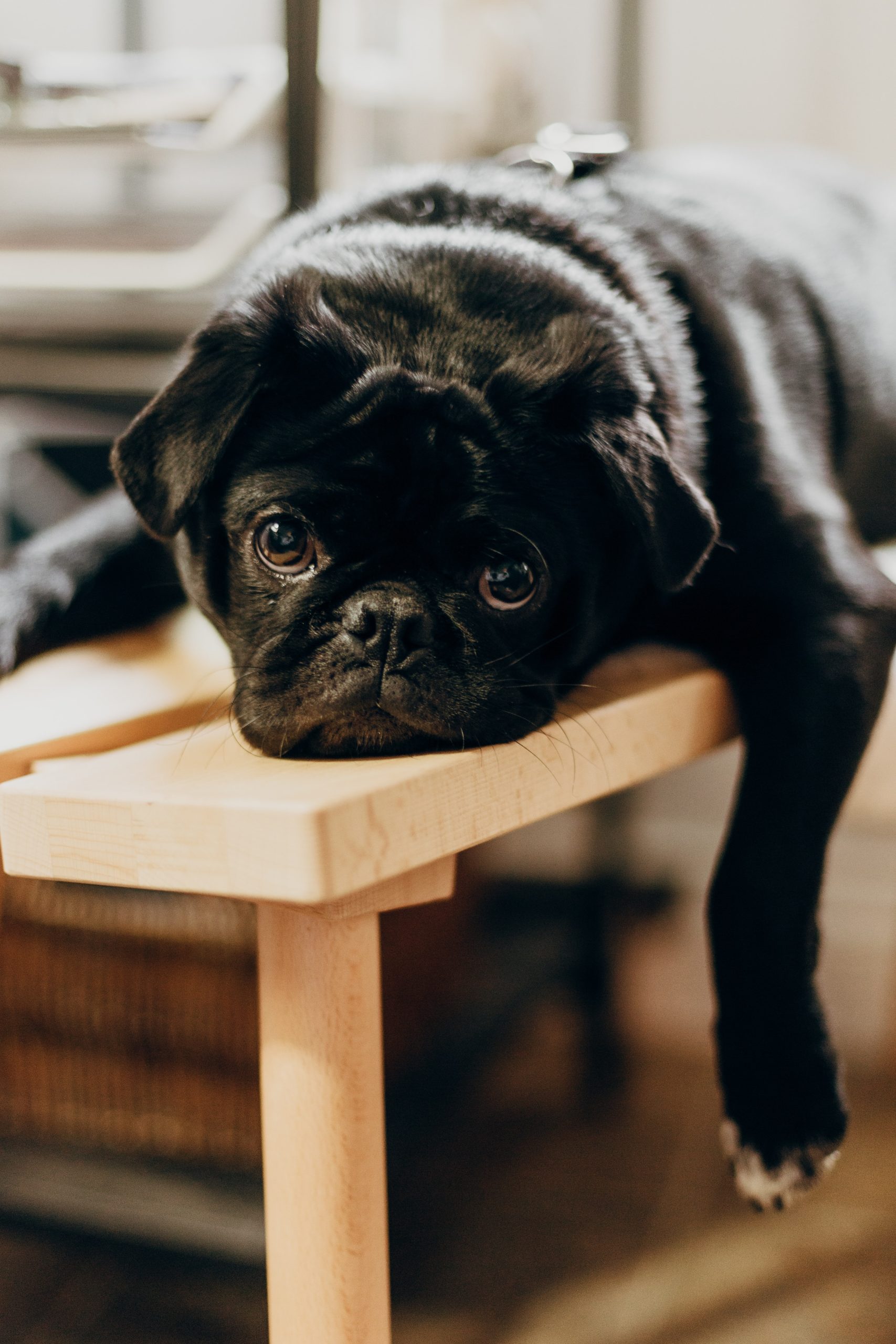 Photo of a lazy black dog resting on a bench.