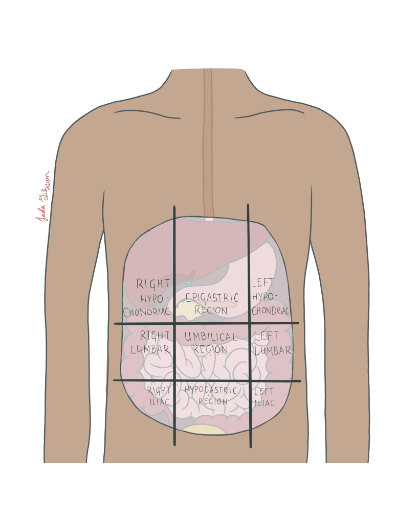 Abdominal Sections – Foundations of Human Anatomy – Macanatomy