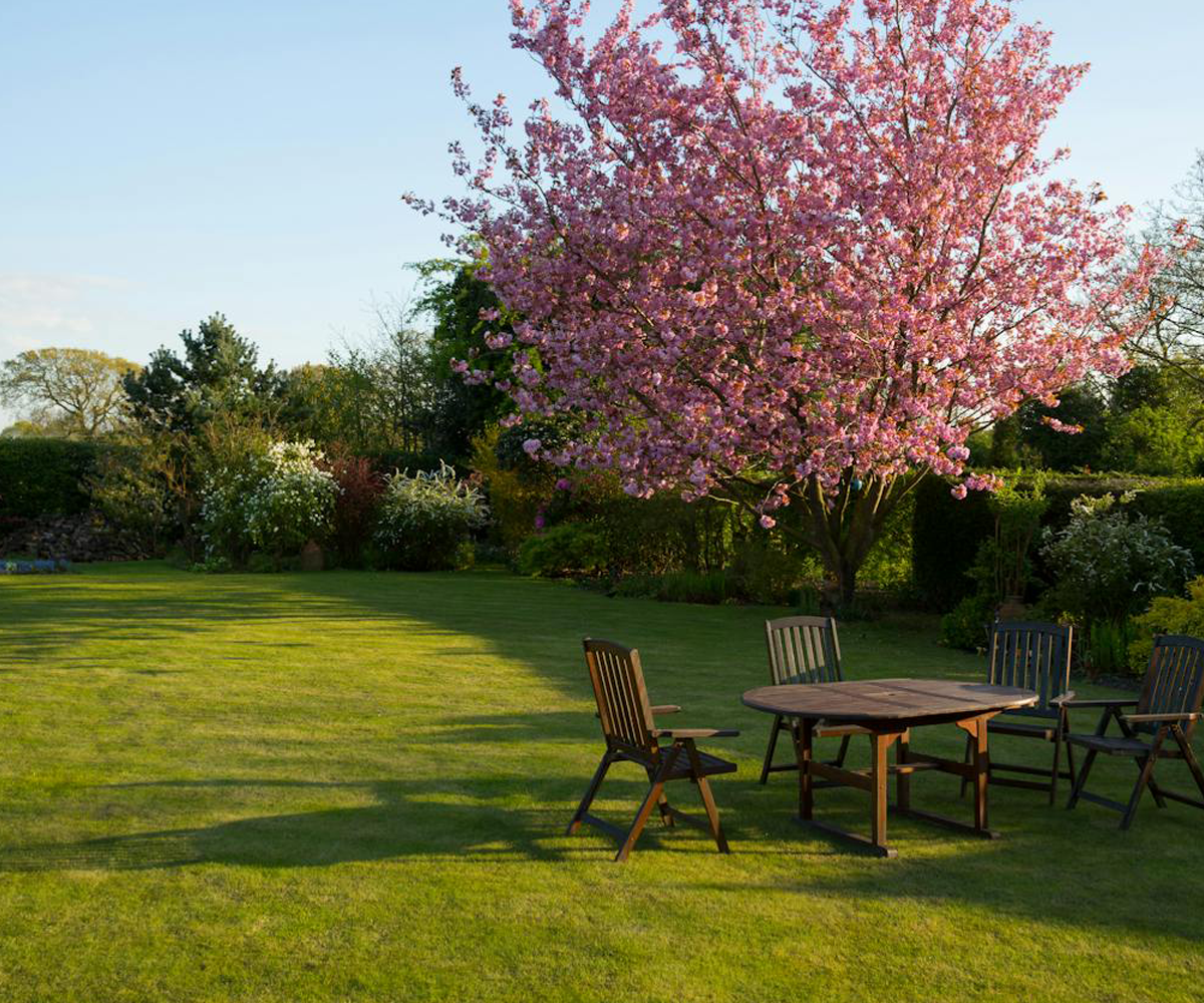 A backyard with a blossoming tree and table and chairs.