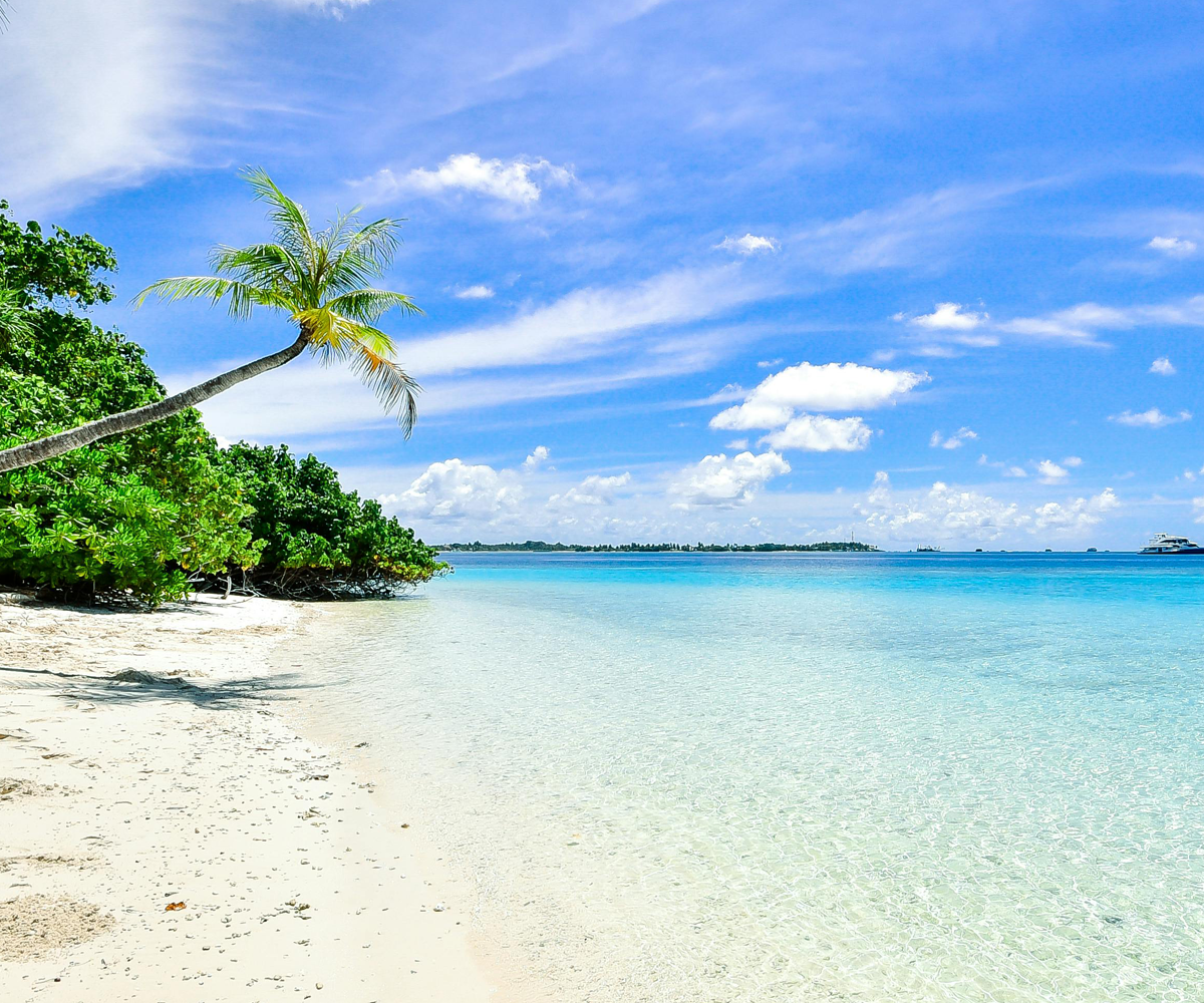 A tropical beach with a palm tree.