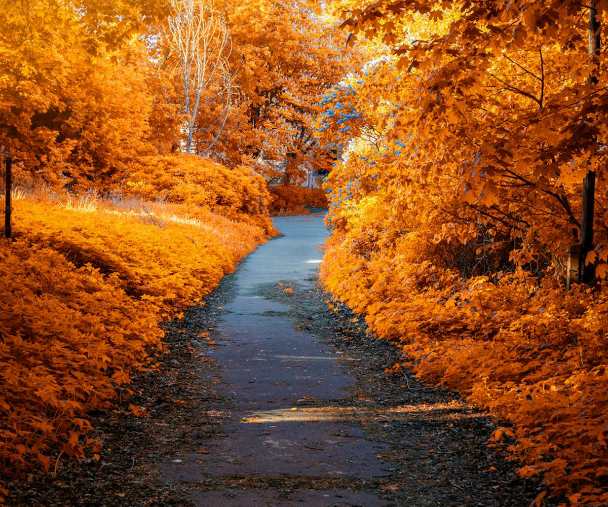 Autumn leaves over a paved road.