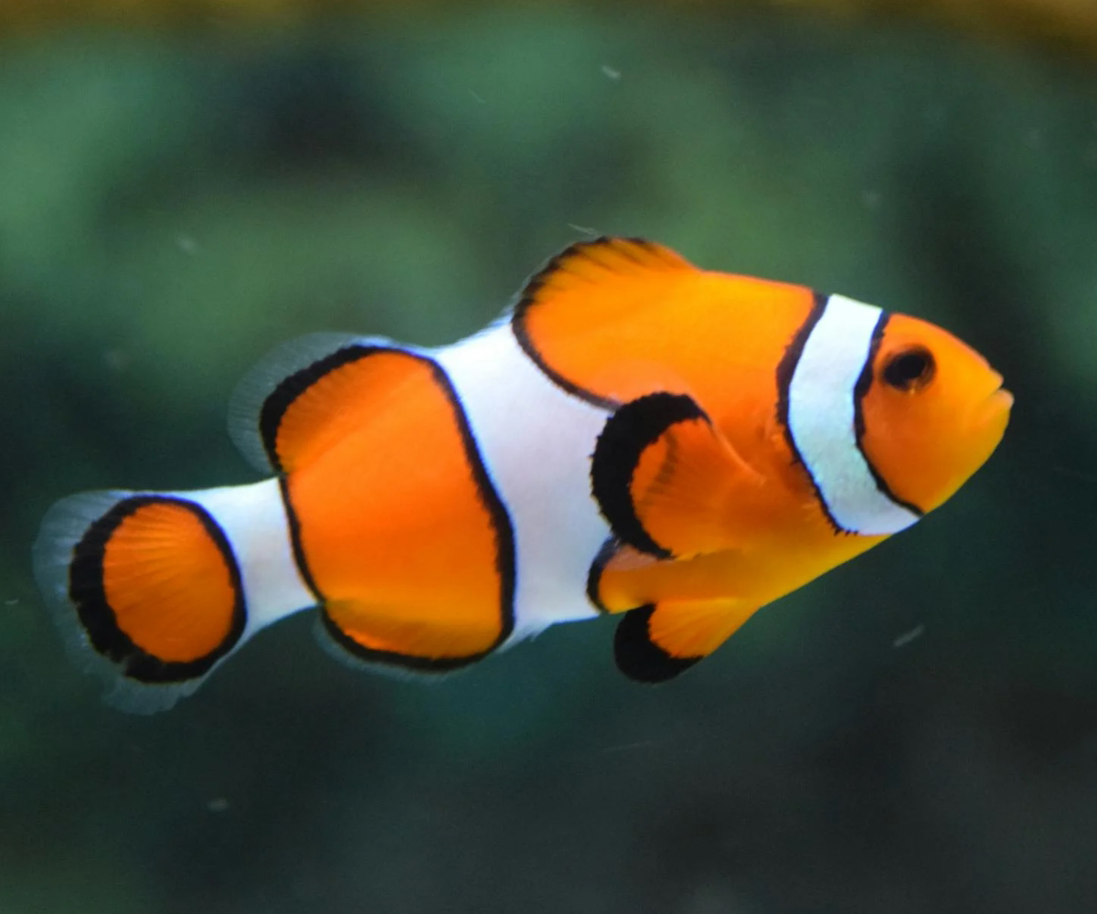 An orange and white clownfish.