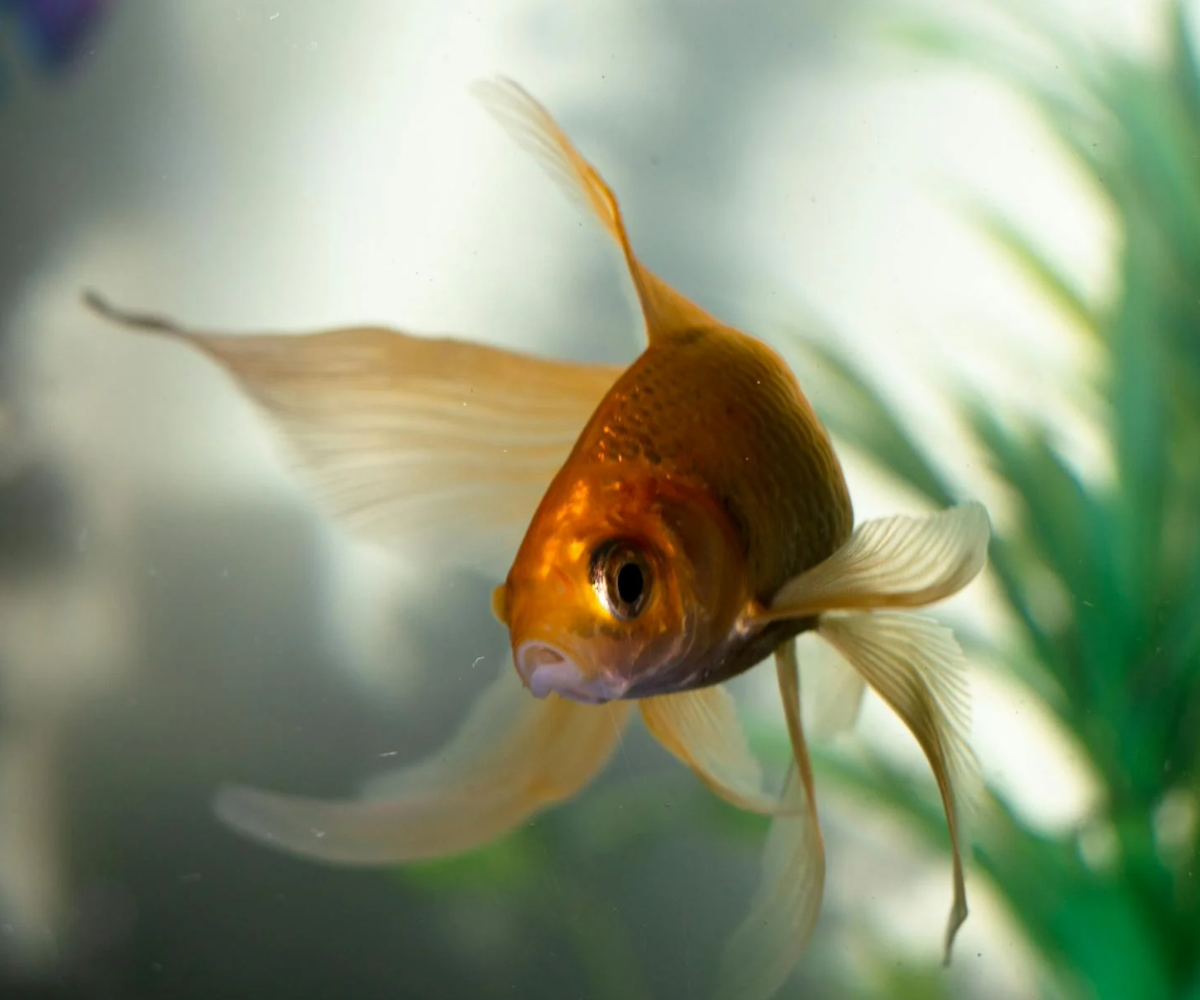 A goldfish swimming in a tank.