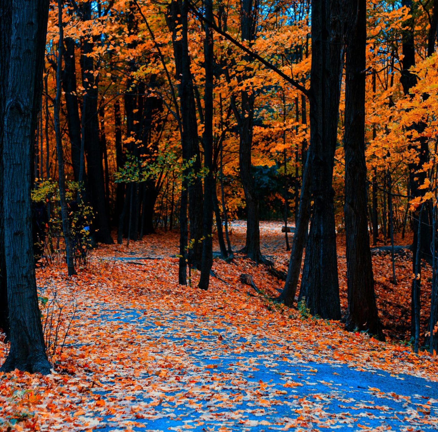 Trees with autumn leaves and fallen leaves on a paved path.