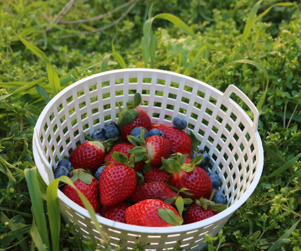 A basket of berries on the grass.