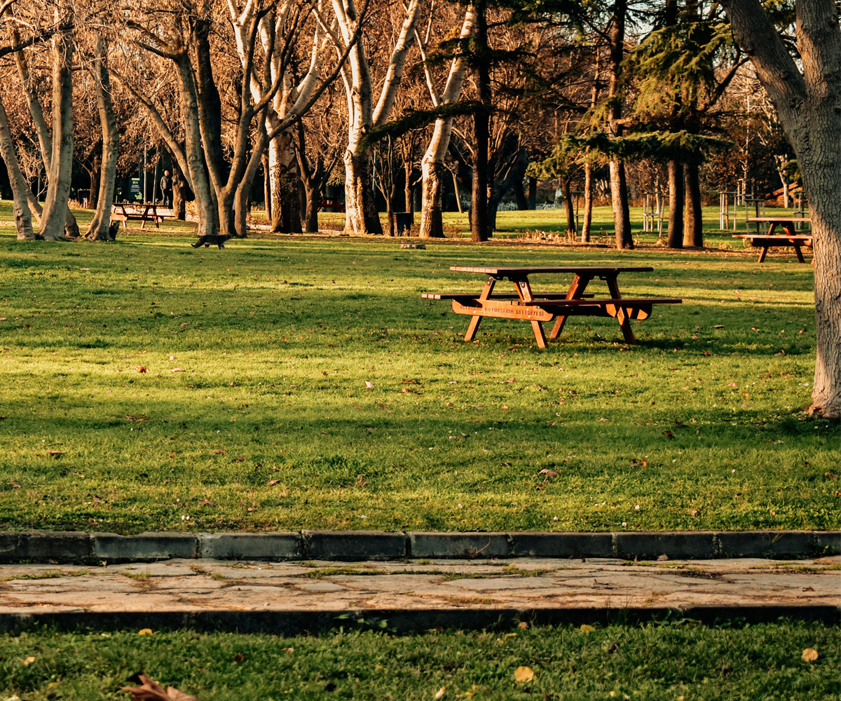 A park with a bench, path, and trees.