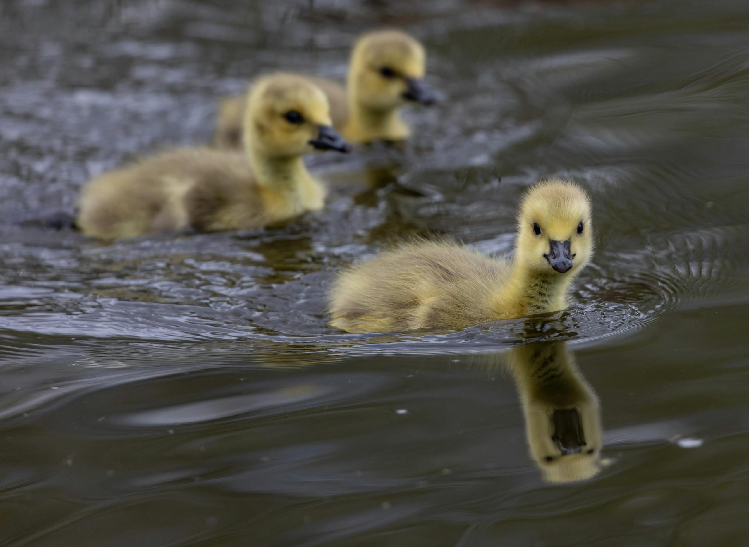 Three yellow ducklings swimming in a pond.