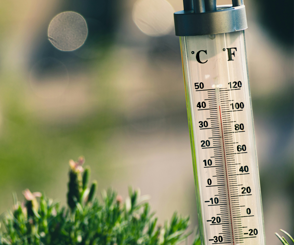 A thermometer next to an outdoor plant.
