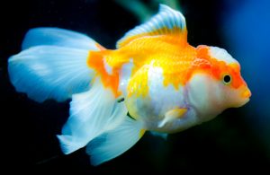 image of a goldfish