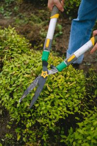 Image of a person trimming a hedge using garden shears