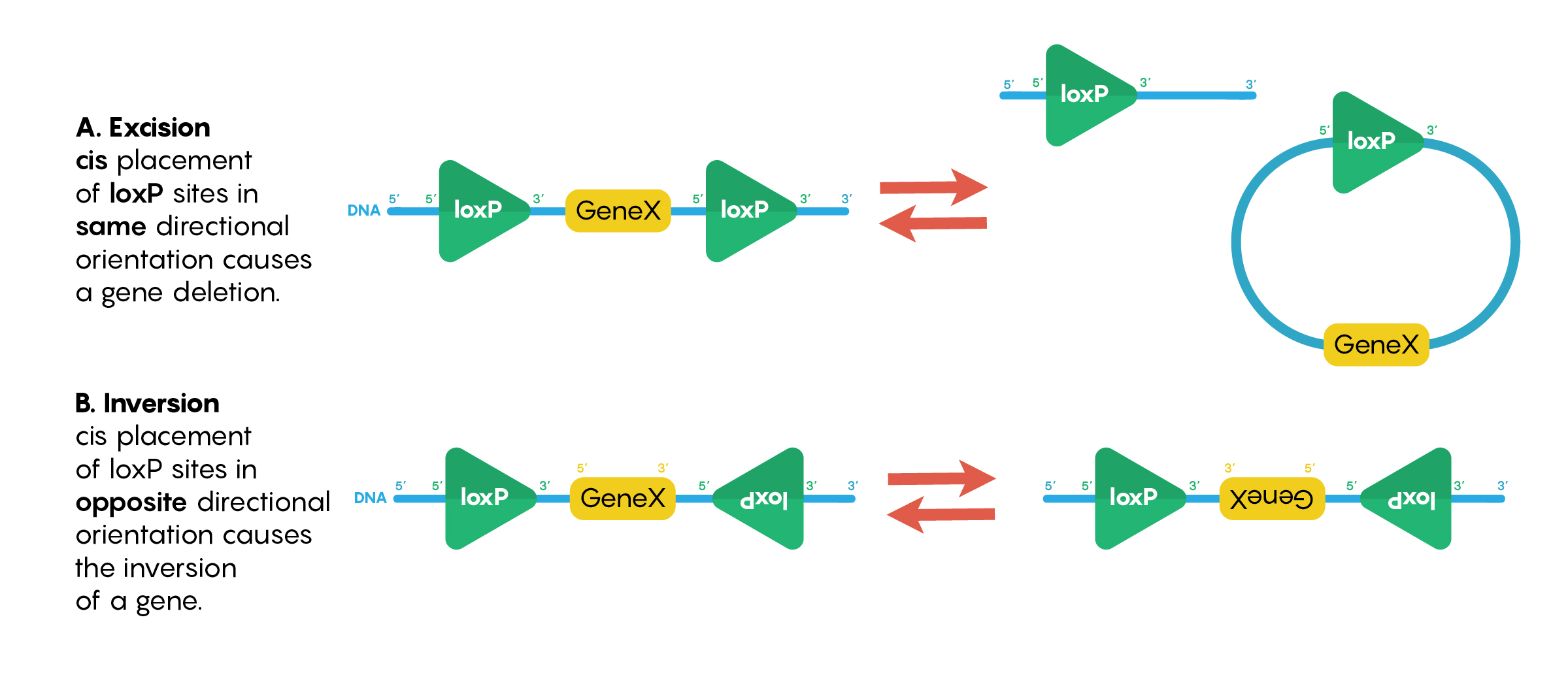 Different orientations of the loxP sites around the DNA sequence of interest will cause either excision (removal of the DNA) or inversion of the DNA sequence.