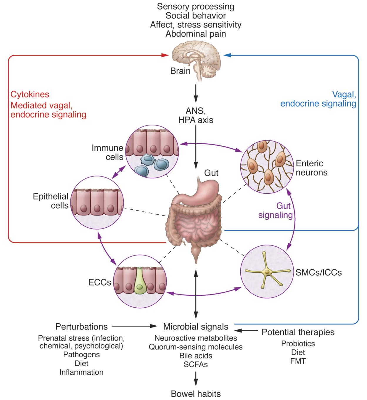 A network of specialized target/transducer cells in the gut wall functions as an interface between the microbiota and the host lumen. In response to external and bodily demands, the brain modulates these specialized cells within this network via the branches of the ANS (sympathetic and parasympathetic/vagal efferents) and the HPA axis. Such modulation can be transient, such as in response to transient perturbations, or long lasting, such as in response to chronically altered brain output. The microbiota is in constant bidirectional communication with this interface via multiple microbial signaling pathways, and this communication is modulated in response to perturbations of the microbiota or the brain. The integrated output of the gut microbial–brain interface is transmitted back to the brain via multiple afferent signaling pathways, including endocrine (metabolites, cytokines, and microbial signaling molecules) and neurocrine (vagal and spinal afferents). While acute alterations in this interoceptive feedback can result in transient functional brain changes (GI infections), chronic alterations are associated with neuroplastic brain changes. Potential therapies aim to normalize altered microbiota signaling to the ENS and central nervous system. FMT, fecal microbial transplant; ICC, interstitial cell of Cajal.