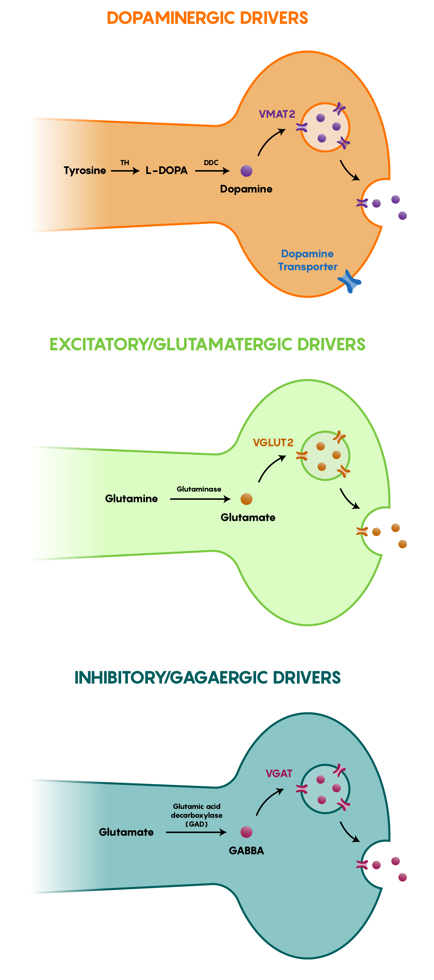 Differential expression of proteins in specific groups of neurons including dopaminergic, excitatory glutamatergic and inhibitory GABAergic types that allow for the directed expression of Cre-recombinase in specific subsets of neurons.