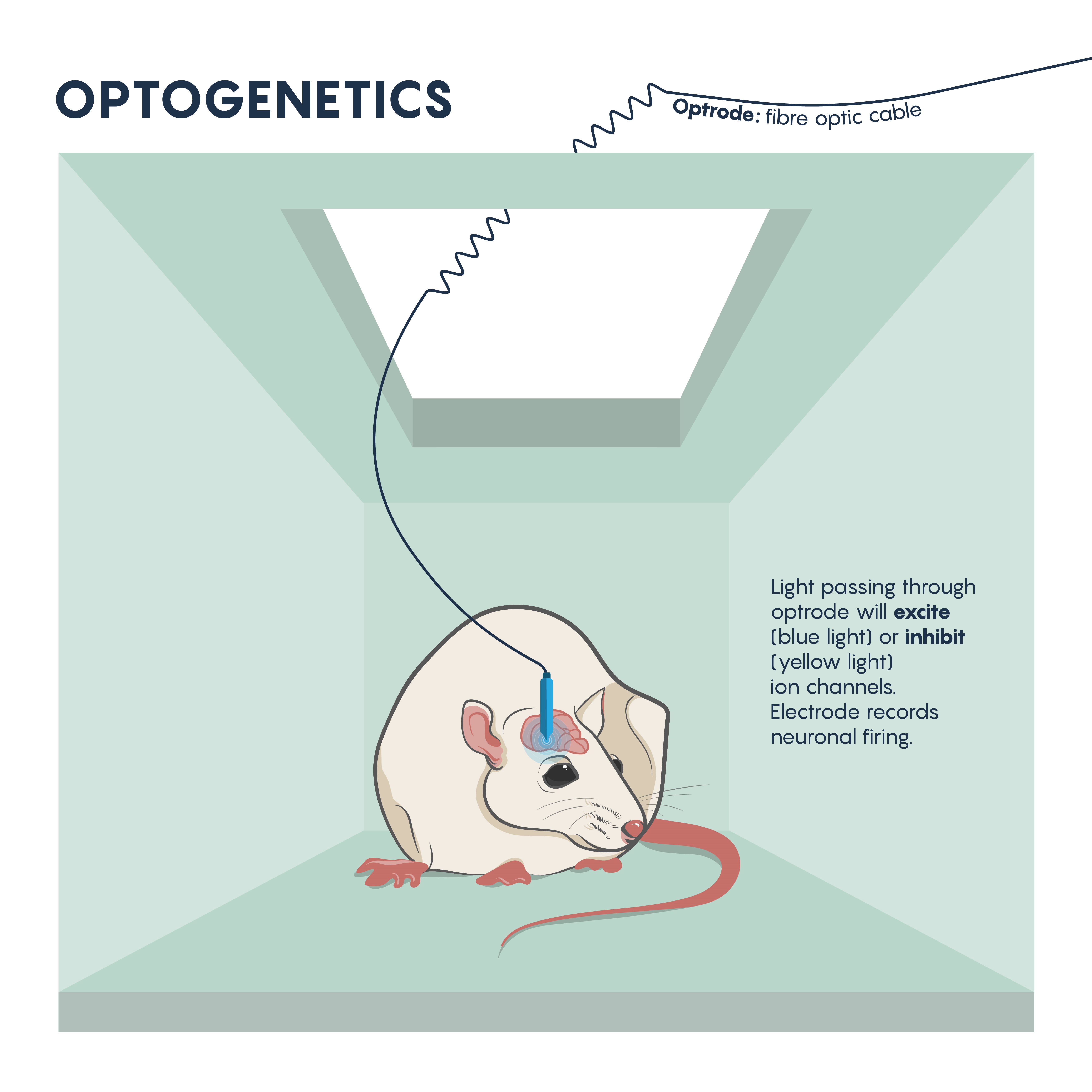 The beginnings of brain circuit studies in mice using optrodes to excite or inhibit ion channels.