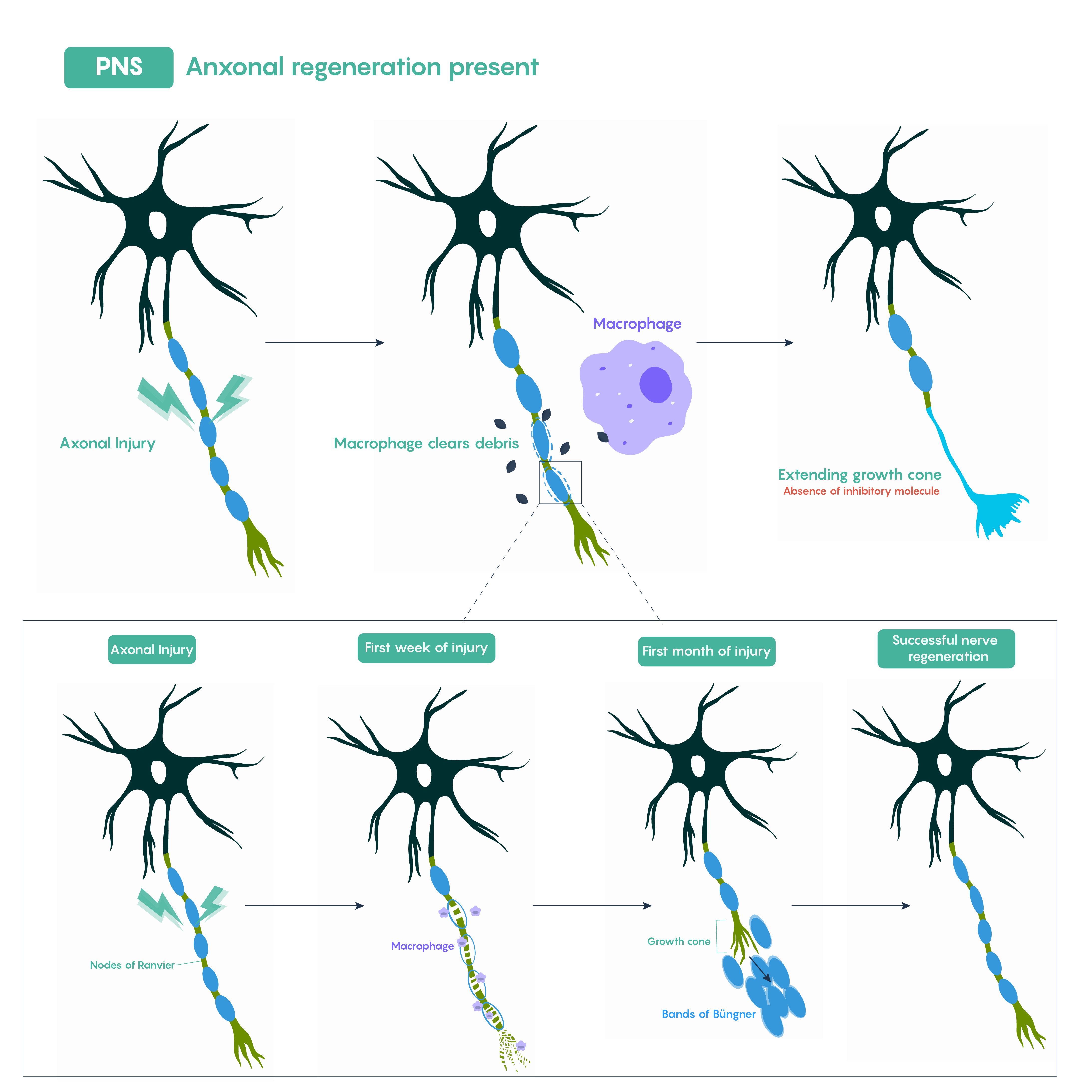 Image shows axonal regeneration in the PNS, with a closeup on the exact steps.