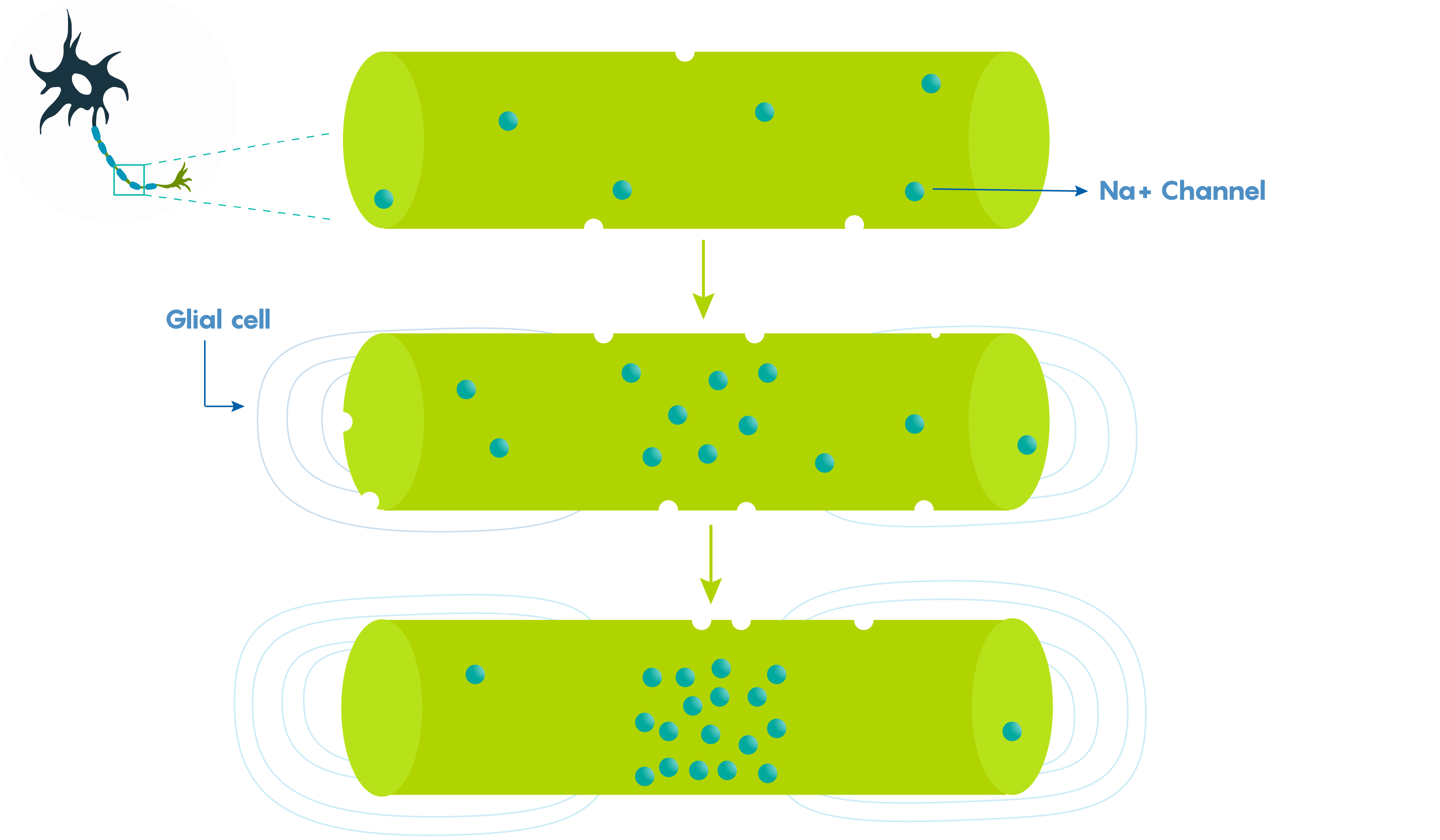 Myelination directs leakiness to Nodes of Ranvier. During development voltage dependent Na+ channels are found along the entire length of the axon. As myelination occurs, these voltage gated channels (and hence leakiness) are localized to only the node (part c).