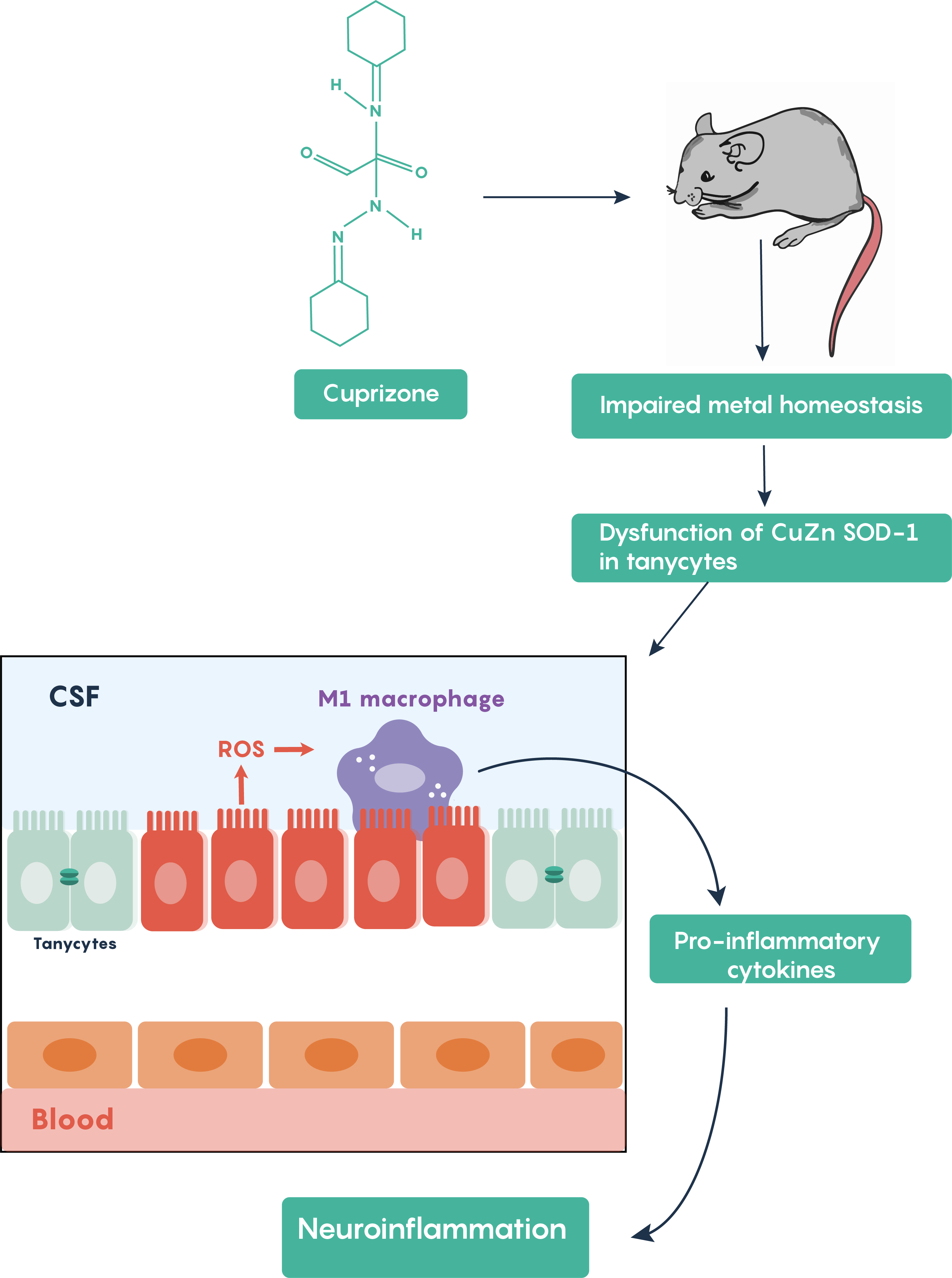 Mouse model of demyelination in multiple sclerosis highlighting the activation of the inflammatory process.