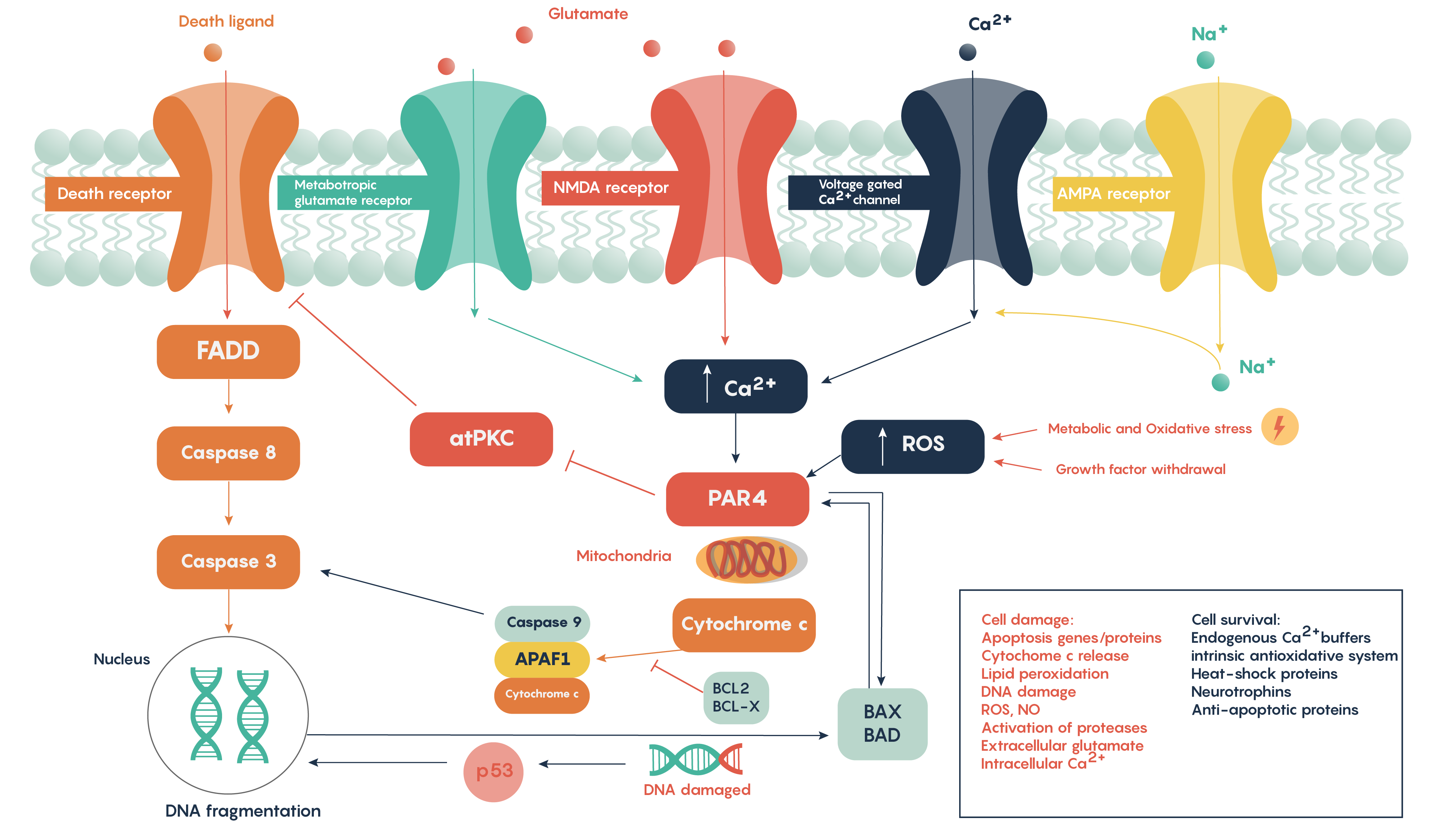 Molecular pathways outlining the role of glutamate in excitoxicity following stroke