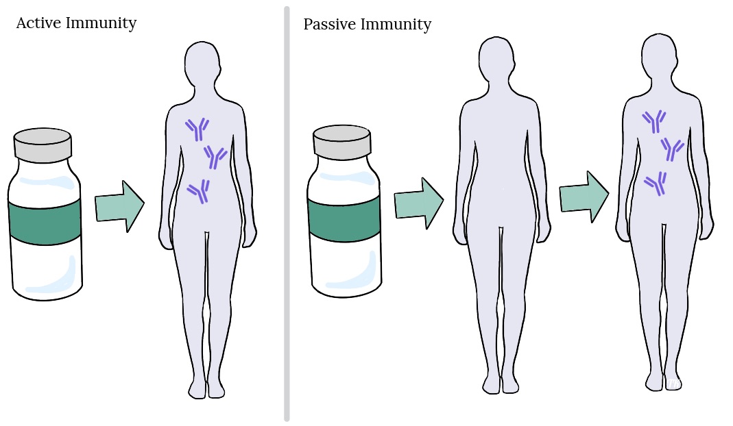 A vaccine ampoule points to a figure with antibodies inside the body indicating active immunity. The next section has the vaccine ampoule pointing to a figure, then pointing to a figure with antibodies inside the body indicating passive immunity.