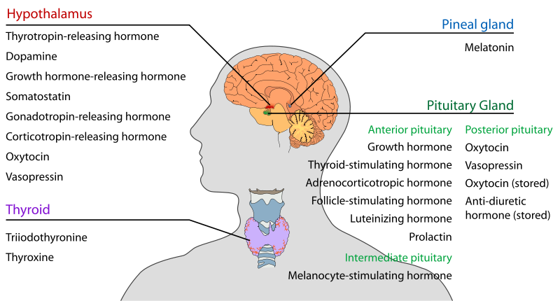 A diagram depicting areas the hypothalamus, pineal gland, thyroid, and pituitary gland, alone with their locations and the hormones they are responsible for.