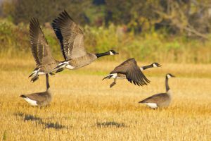 Canadian geese flock in a trimmed hay field.