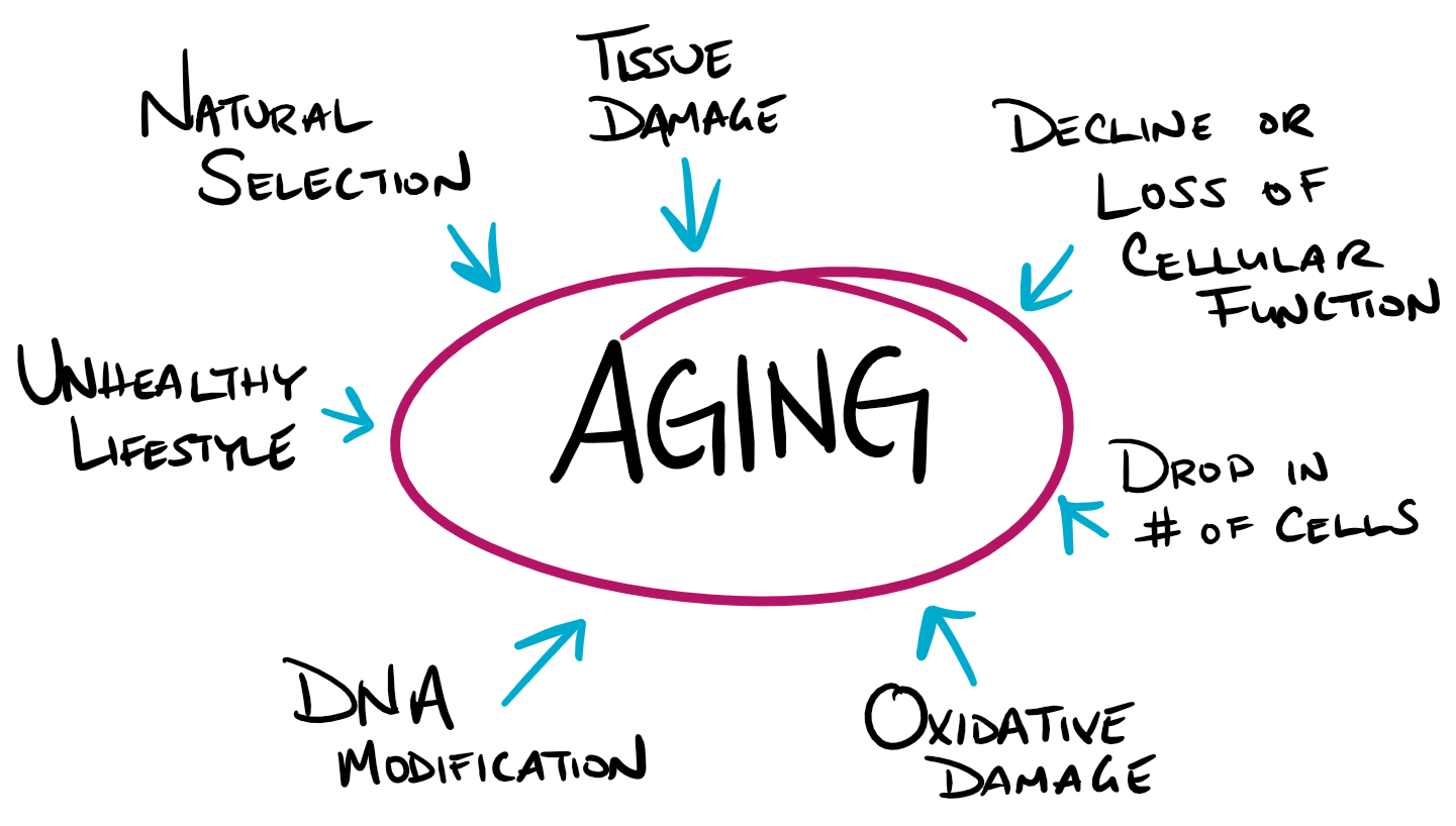 Concept map shows contributors of aging include: natural selection, tissue damage, decline or loss of cellular function, drop in number of cells, oxidative damage, DNA modification, and unhealthy lifestyle.