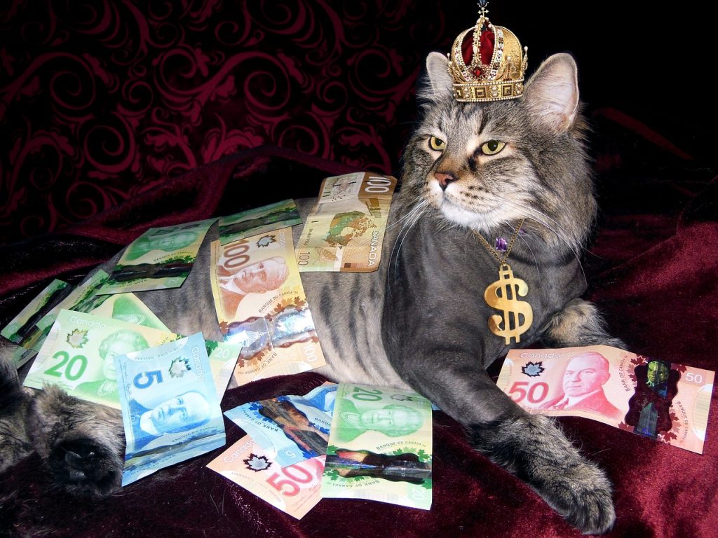 Cat laying with many dollars of money