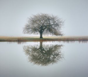 Reflection of a tree in the water.