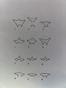 Image of twelve drawn examples of pubic hair styling observed on male Greek statues.