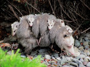 Opossum mother with eight young on her back.