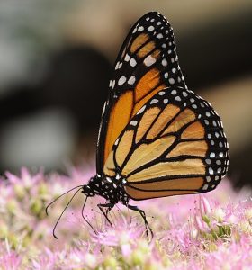 Adult Monarch butterfly