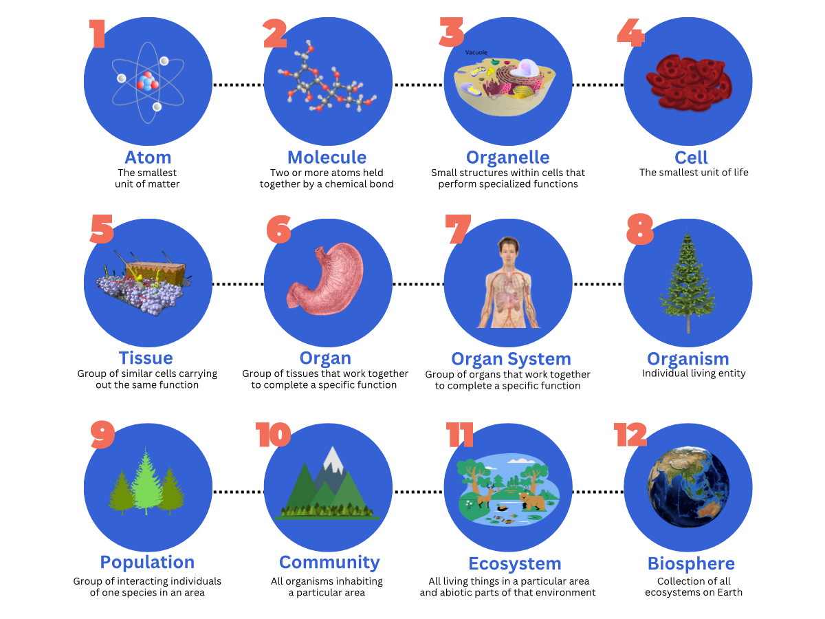12 Levels of Life