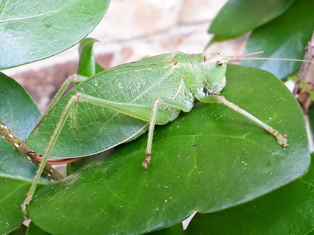A Katydid is sitting on a leaf. It blends in because it also looks exactly like the leaf.