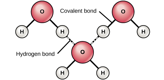 Hydrogen bonds are intermolecular and covalent bonds are intramolecular