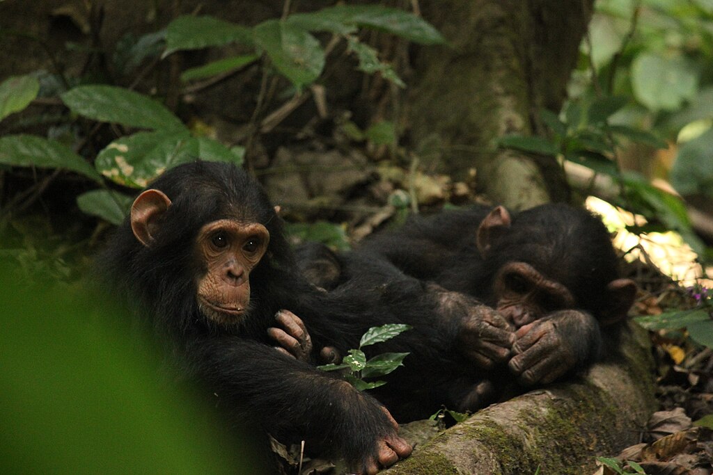 Two young chimpanzees playing together.