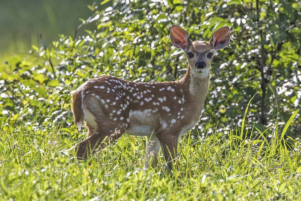 White-tailed deer.