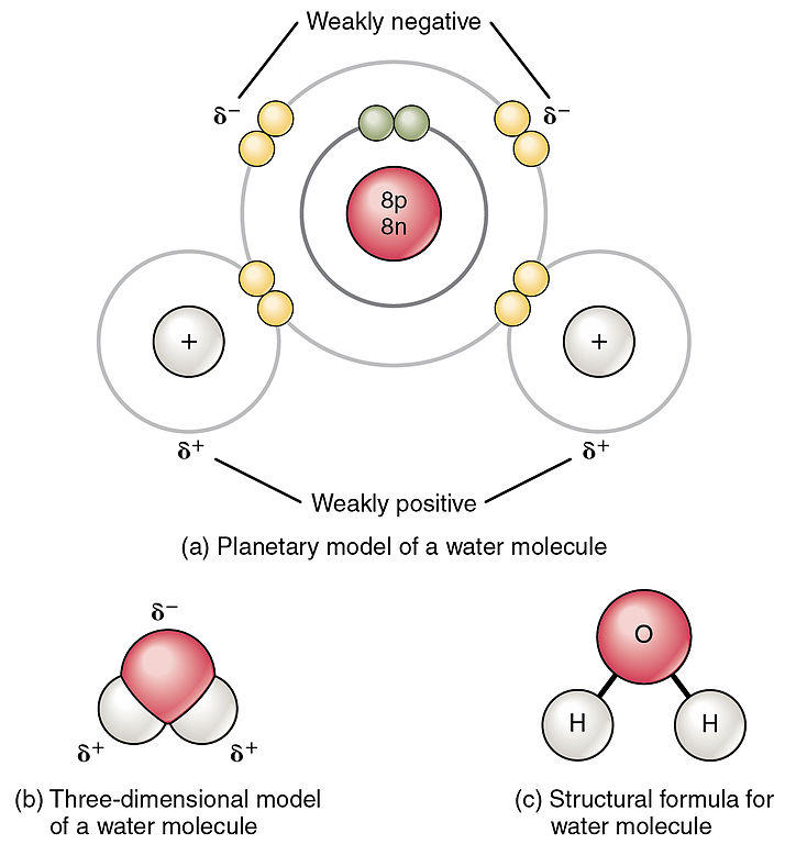 Polar covalent bonds shown in planetary model, 3D model, & structural formula