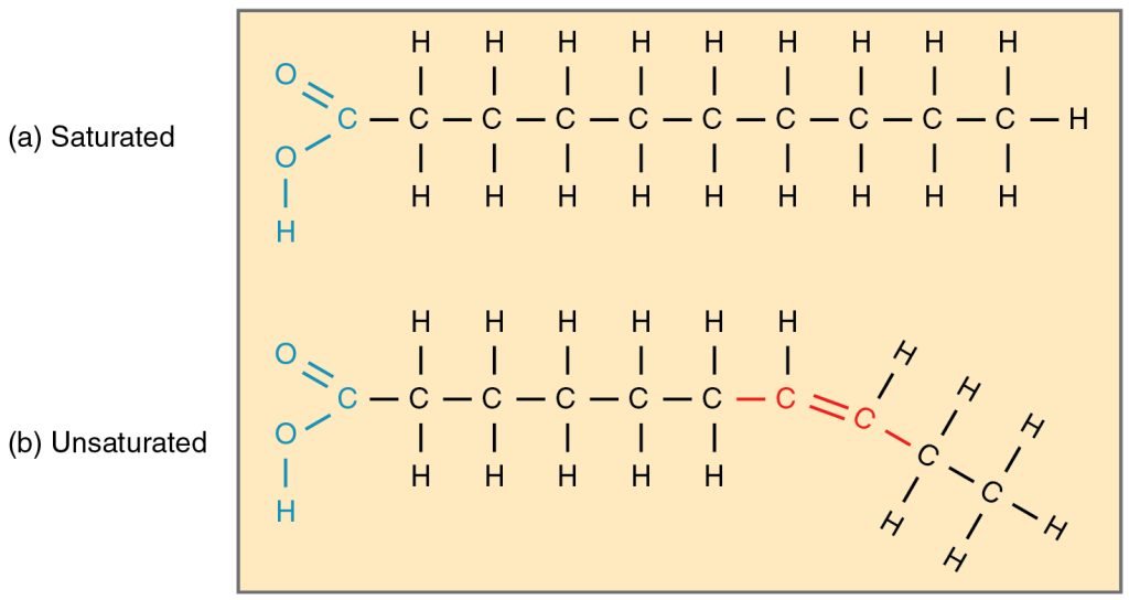 Saturated and unsaturated hydrocarbon chains.