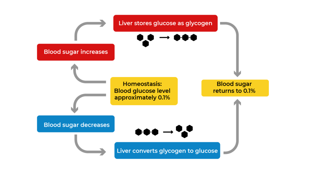 Homeostasis example shows glucose level being controled by liver as it stores or releases glucose so blood sugar remains at 0.1%