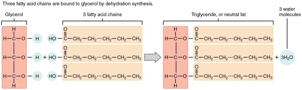 Three fatty acid chains are bound to glycerol by dehydration synthesis.