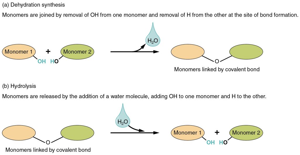 Dehydration Synthesis and Hydrolysis. See image description