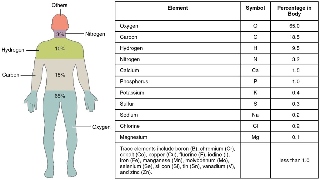 The main elements of human body - 65% oxygen, 18% carbon, 10% hydrogen, 3% nitrogen, 4% other.