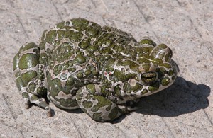 A light-colored toad covered in bright green spots.